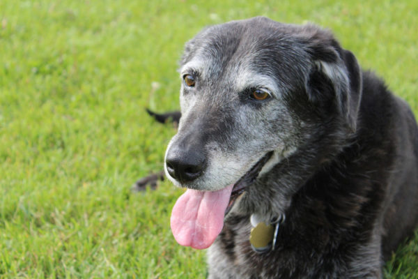 happy-old-dog-picture-id635820902 happy-old-dog-picture-id635820902